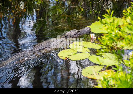 Il coccodrillo americano nuotare vicino a giglio-pad in Okefenokee Wildlife Refuge. Foto Stock