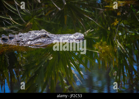 Il coccodrillo americano in testa la palude di Okefenokee National Wildlife Refuge. Foto Stock