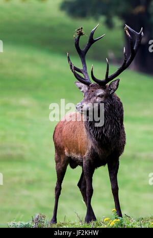 Un ritratto di un nativo Irish Red Deer Stag nelle montagne di Kerry Irlanda Foto Stock