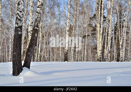 Soleggiato paesaggio invernale in un bosco di betulle, Foto Stock