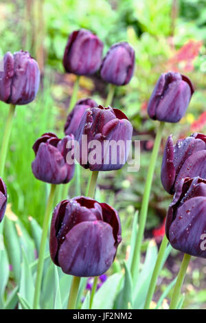 Il nero dei fiori di Tulipa "Regina della notte' i tulipani Foto Stock