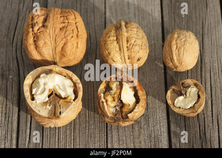 Juglans regia, Noce, grandi e piccoli dadi Foto Stock