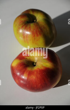 Malus domestica Winterrambur, Apple Foto Stock