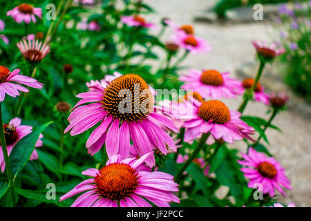 Giardino botanico di Padova, Italia Foto Stock