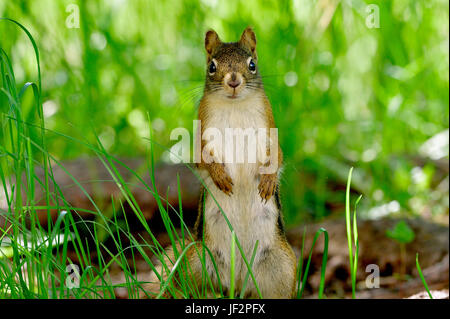 Uno scoiattolo rosso Tamiasciurus hudsonicus; in piedi sul suo piede posteriore guardando avanti nel profondo dell'erba in rural Alberta Canada Foto Stock