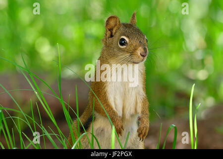 Uno scoiattolo rosso Tamiasciurus hudsonicus; in piedi sul suo piede posteriore guardando avanti nel profondo dell'erba in rural Alberta Canada Foto Stock
