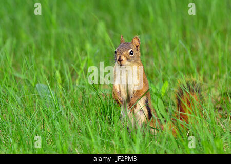 Uno scoiattolo rosso Tamiasciurus hudsonicus; in piedi sul suo piede posteriore guardando avanti nel profondo dell'erba in rural Alberta Canada Foto Stock