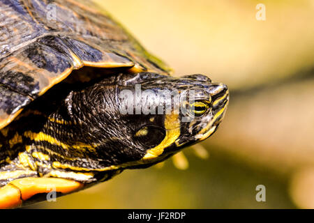 Comune cursore tartaruga Trachemys scripta Foto Stock