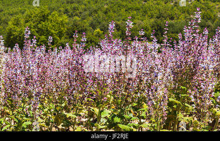 Salvia sclarea Foto Stock