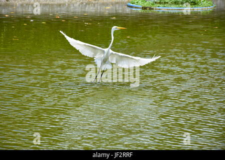 Bella la gru bianca battenti fuori da un laghetto dopo aver mangiato un pesce, le ali di ampia diffusione aperto, Taiwan. Foto Stock