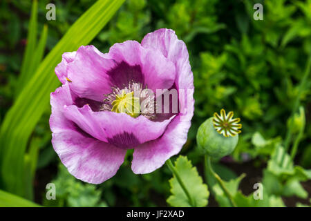 Close up viola di papavero da oppio, Papaver somniferum, East Lothian, Scozia, Regno Unito Foto Stock