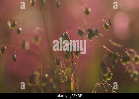 Erba illuminata da un caldo sole su un prato estivo, astratti sfondi naturali per il design. Foto Stock