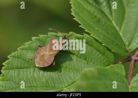 Bug di dock Foto Stock