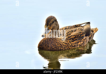 Femmine di anatra germano reale (Anas platyrhynchos) Foto Stock