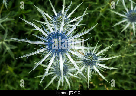 Primo piano di blu spiky mare agrifoglio, Eryngium Tripartitum fiori, East Lothian, Scozia, Regno Unito Foto Stock