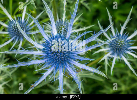 Primo piano di blu spiky mare agrifoglio, Eryngium Tripartitum fiori East Lothian, Scozia, Regno Unito Foto Stock