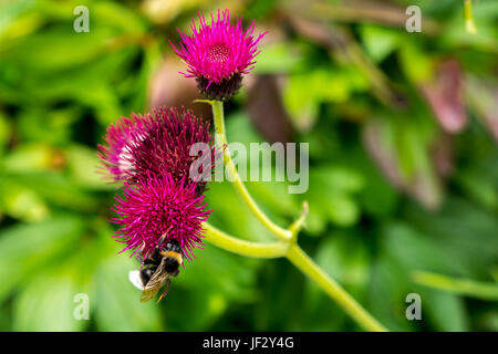 Primo piano di bumblebee su tistle magenta, Cirsium rivulare Atropureum, Scozia, Regno Unito Foto Stock