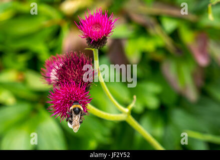 Primo piano di bumblebee su tistle magenta, Cirsium rivulare Atropureum, Scozia, Regno Unito Foto Stock