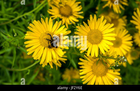 Primo piano di giallo bue occhio fiore Buftalmum salicifolium con foresta cucucucuculo bumblebee, Scozia, Regno Unito Foto Stock