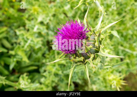 Primo piano di porpora Scotch Thistle, Silybum marianum, con sfondo sfocato, East Lothian, Scozia, Regno Unito Foto Stock