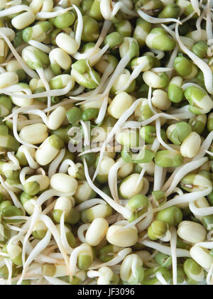 Close up della germogliazione Mung bean, il riempimento di tutta la trama. Foto Stock