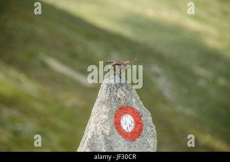 Sparrow Bird su roccia Foto Stock