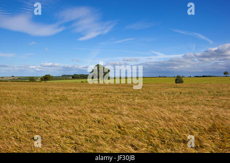 Un verde oro maturazione raccolto di orzo con alberi e siepi in scenic yorkshire wolds sotto un cielo blu in estate Foto Stock