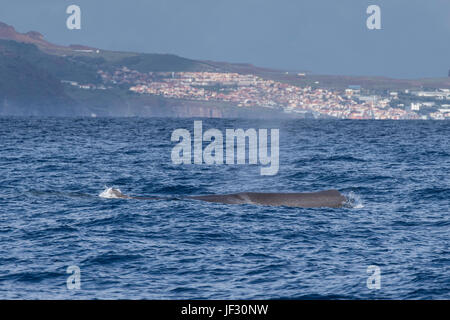 Femmina di capodoglio, Physeter macrocephalus o cachalot,affiorante con testa che mostra, davanti a Funchal, Madeira, Oceano Atlantico settentrionale Foto Stock