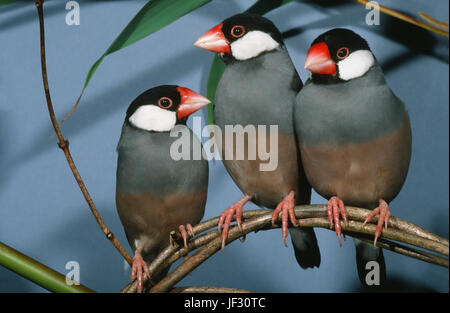 Java Passeri (Padda Lonchura) oryzivoro, o riso Java passeri. Foto Stock