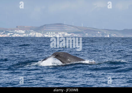 Femmina di capodoglio, Physeter macrocephalus o cachalot, fluking davanti a Funchal, Madeira, Oceano Atlantico settentrionale Foto Stock