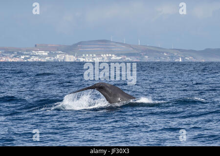 Femmina di capodoglio, Physeter macrocephalus o cachalot, fluking davanti a Funchal, Madeira, Oceano Atlantico settentrionale Foto Stock