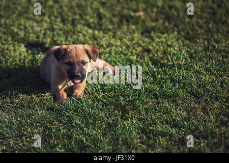 Carino riproduzione di cucciolo di cane su un prato verde Foto Stock