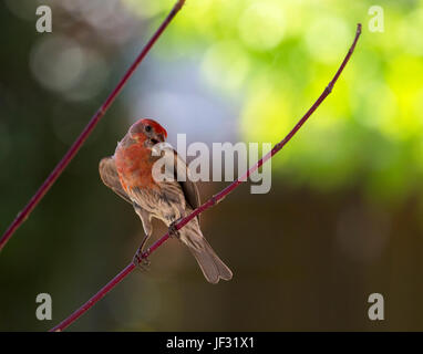 House Finch, uccello si appollaia in primavera Foto Stock