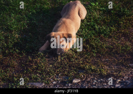 Carino riproduzione di cucciolo di cane su un prato verde Foto Stock