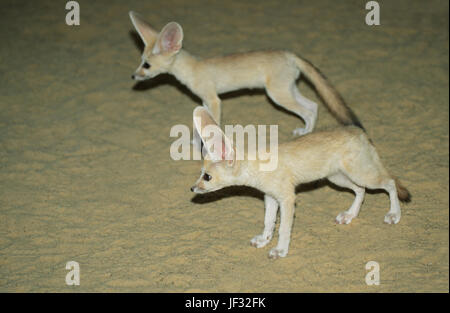 Fennec Volpe Vulpes vulpes zerda. La Volpe del deserto. Torcia elettrica fotografia scattata nel deserto del Sahara, Tunisia. Foto Stock