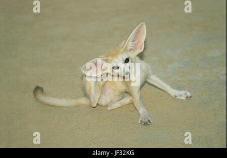 Fennec Fox Vulpes vulpes zerda. Graffiare un orecchio utilizzando hind piedi. La Tunisia. Il Nord Africa. Foto Stock