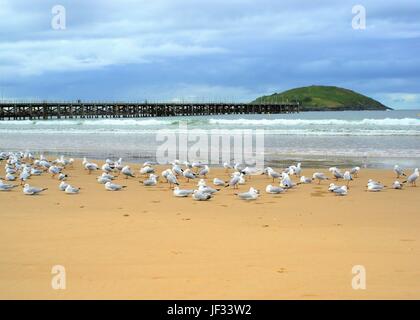Vista di gabbiani, isola e frangiflutti da spiaggia in Australia, Coffs Harbour, Muttonbird Island, paesaggio australiano. Foto Stock