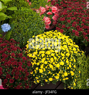 Arbusto multicolore crisantemi, begonie, artefatti e arbusti ornamentali in vendita Foto Stock