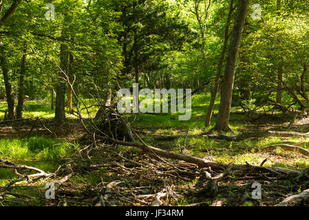 Flussi di luce del sole attraverso gli alberi al pavimento della foresta dove i rami degli alberi sono sparsi Foto Stock