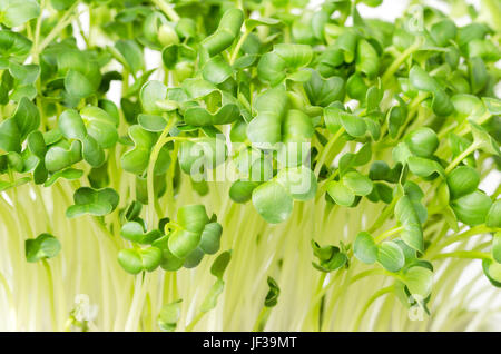 Daikon ravanello cavoli freschi e giovani foglie. Un erbe commestibili e microgreen. Chiamato anche d'inverno, Giapponese ed orientale o rafano vero daikon. Foto Stock