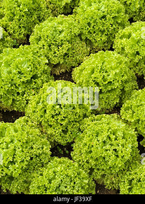 Lollo bionda curly lasciava verde lattuga di corallo che cresce in file dense in UK insalata di verdure giardino. Foto Stock