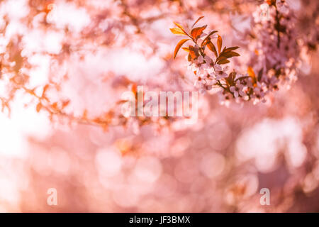 La molla floreali e fiori che sbocciano sullo sfondo. Fiore di Ciliegio sfondo sfocato. Bella brillante banner a molla Foto Stock