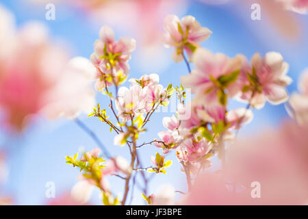 Incredibile fiori di primavera sullo sfondo. Luminosa e morbida primavera estate sfondo con fiori e cielo blu. Abstract concetto floreale per la primavera Foto Stock