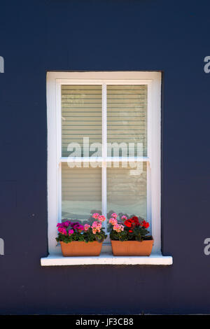 Blu scuro muro, finestra bianca e finestre, Solva, Pembrokeshire, Galles Foto Stock