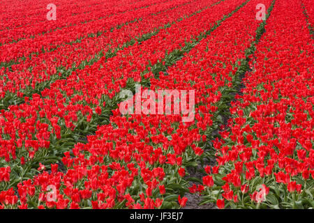 Campo di tulipani rossi in South Holland, Paesi Bassi. Foto Stock