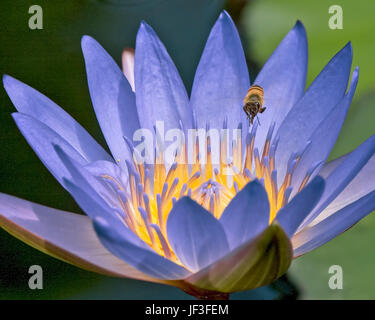 Ninfea con Ape in volo presso Mercer Arboretum e Orto Botanico Foto Stock