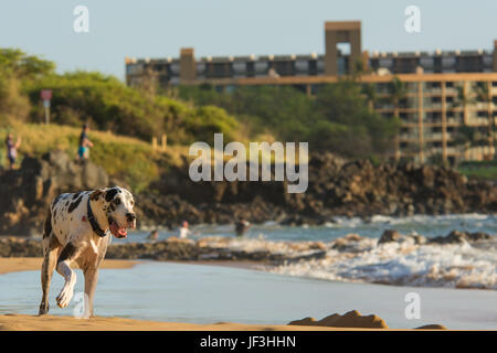 Un alano camminando lungo la spiaggia di Kihei sull'isola di Maui. Foto Stock