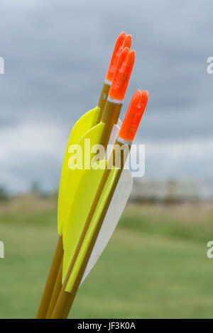 Fletchings, nocks e gli alberi sul tiro con l'arco moderno frecce - possibile metafora per il business il concetto di destinazione. Foto Stock