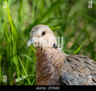 Un ritratto del viso di un rosso-eyed Colomba in Africa australe Foto Stock