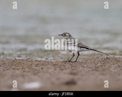 Pied wagtail, Motacilla alba, uccello immaturi sul fango, Warwickshire, Giugno 2017 Foto Stock